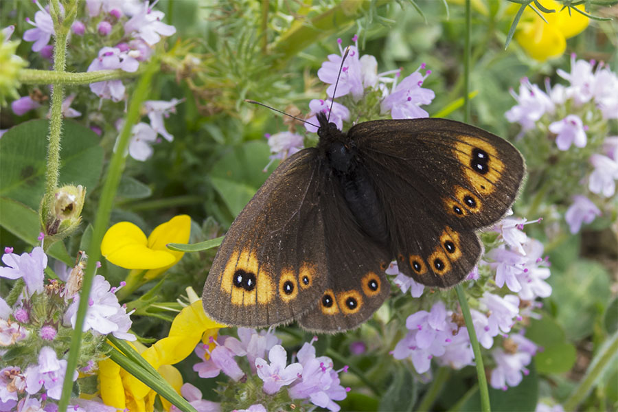 Erebia ?